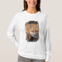 red fox, Vulpes vulpes, in fall colours
