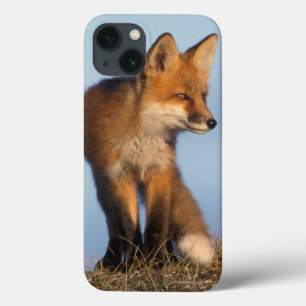 red fox, Vulpes vulpes, in the 1002 area of iPhone 13 Case