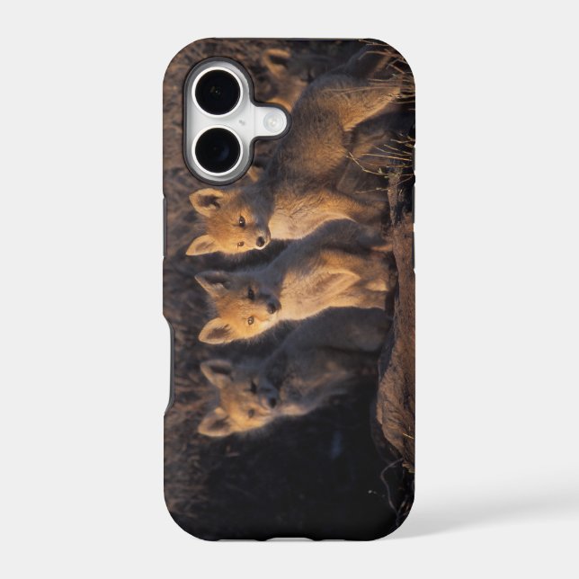 red fox, Vulpes vulpes, kits (Back)