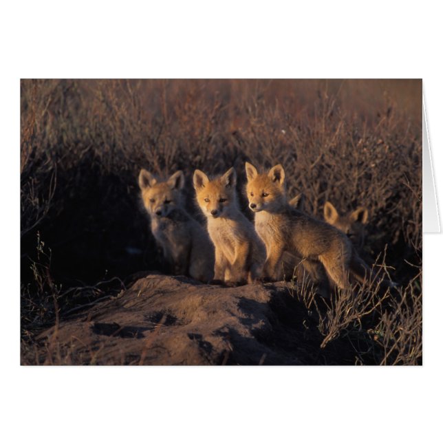red fox, Vulpes vulpes, kits (Front Horizontal)