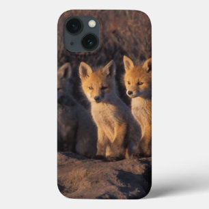 red fox, Vulpes vulpes, kits iPhone 13 Case