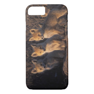 red fox, Vulpes vulpes, kits Case-Mate iPhone Case