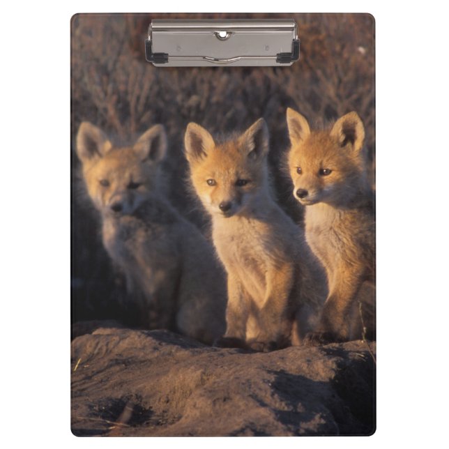 red fox, Vulpes vulpes, kits Clipboard (Front)
