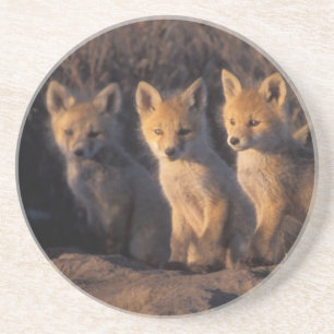 red fox, Vulpes vulpes, kits Coaster