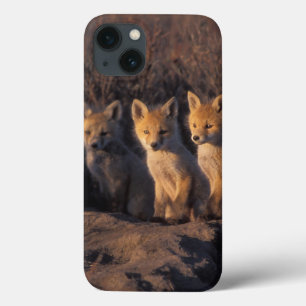 red fox, Vulpes vulpes, kits outside their iPhone 13 Case