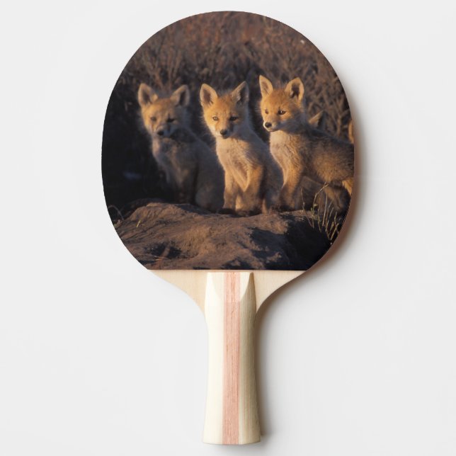 red fox, Vulpes vulpes, kits Ping Pong Paddle (Front)