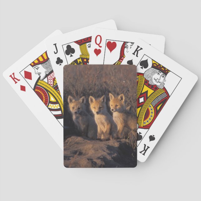 red fox, Vulpes vulpes, kits Playing Cards (Back)