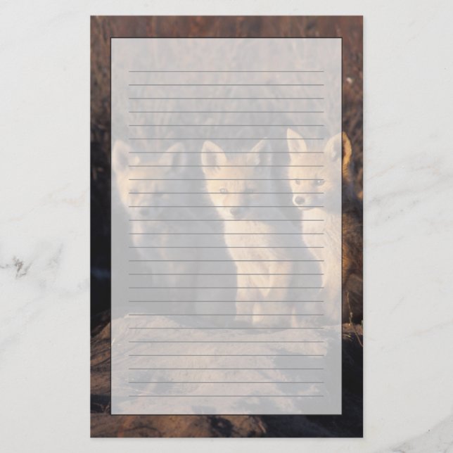 red fox, Vulpes vulpes, kits Stationery (Front)