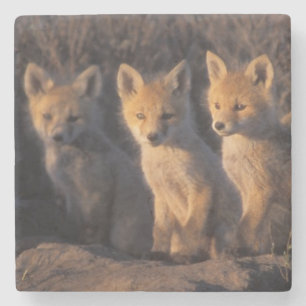 red fox, Vulpes vulpes, kits Stone Coaster