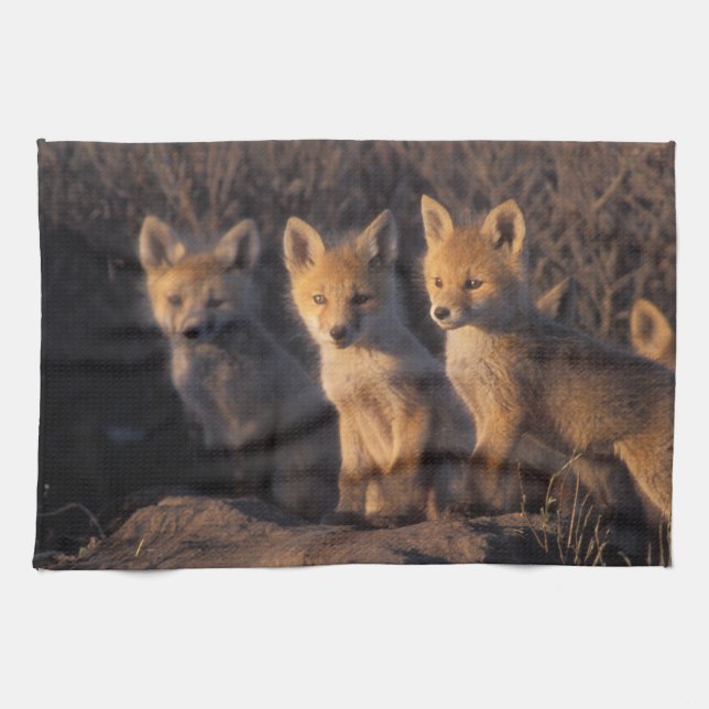red fox, Vulpes vulpes, kits Tea Towel (Horizontal)