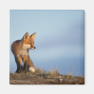 red fox, Vulpes vulpes Magnet