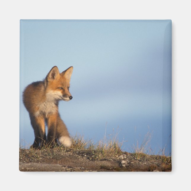 red fox, Vulpes vulpes Magnet (Front)