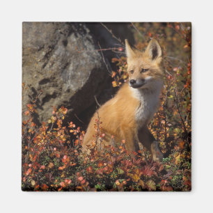 red fox, Vulpes vulpes Magnet