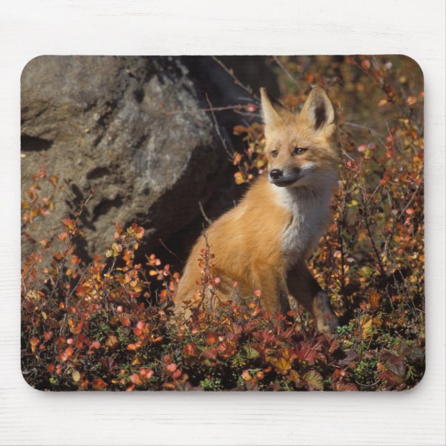 red fox, Vulpes vulpes Mouse Pad (Front)