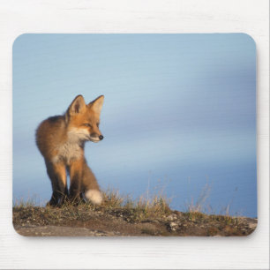 red fox, Vulpes vulpes Mouse Pad