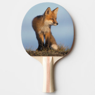 red fox, Vulpes vulpes Ping Pong Paddle