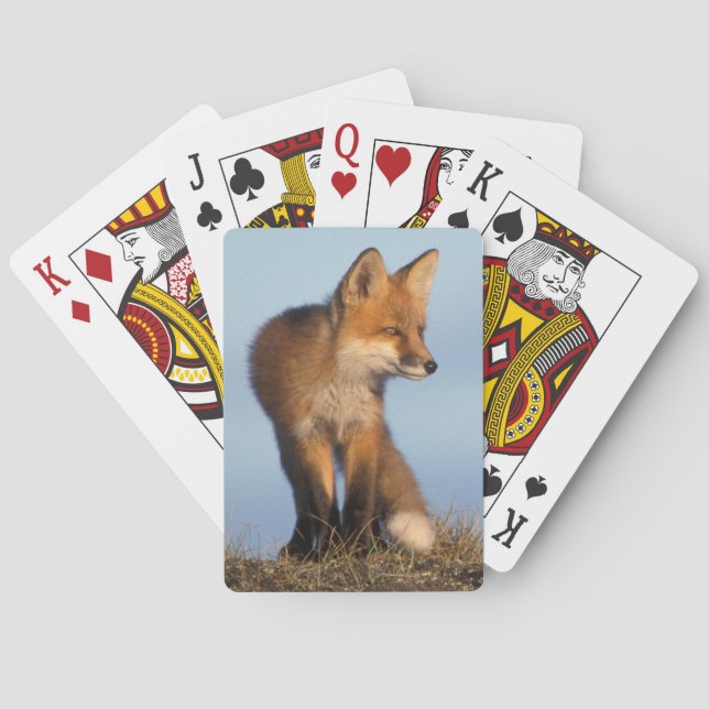 red fox, Vulpes vulpes Playing Cards (Back)