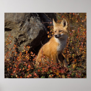 red fox, Vulpes vulpes Poster