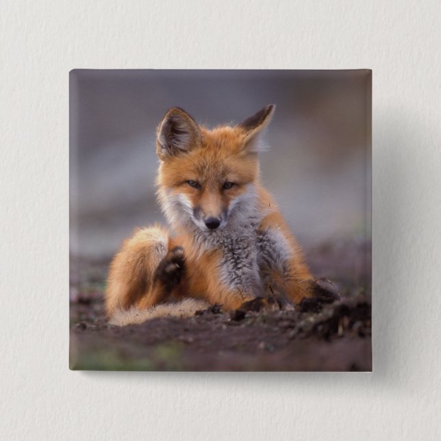 red fox, Vulpes vulpes, pup scratching itself, 15 Cm Square Badge (Front)