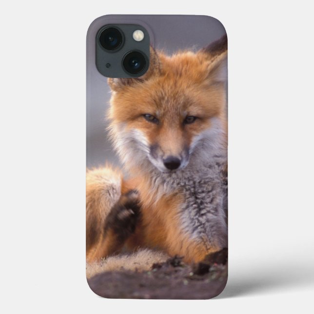 red fox, Vulpes vulpes, pup scratching itself, Case-Mate iPhone Case (Back)
