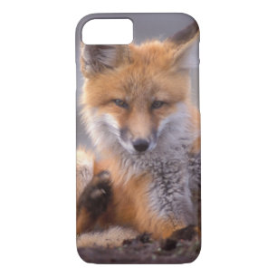 red fox, Vulpes vulpes, pup scratching itself, Case-Mate iPhone Case