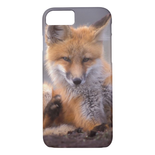 red fox, Vulpes vulpes, pup scratching itself, Case-Mate iPhone Case (Back)
