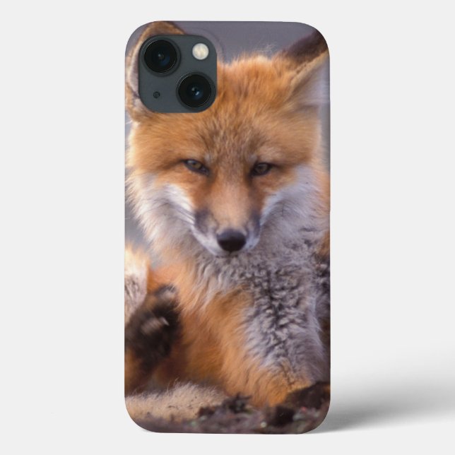 red fox, Vulpes vulpes, pup scratching itself, Case-Mate iPhone Case (Back)
