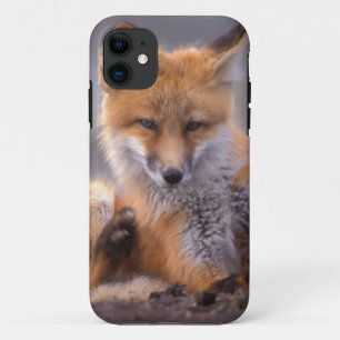 red fox, Vulpes vulpes, pup scratching itself, Case-Mate iPhone Case