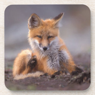red fox, Vulpes vulpes, pup scratching itself, Coaster