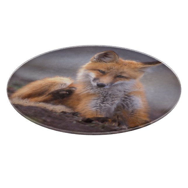 red fox, Vulpes vulpes, pup scratching itself, Cutting Board (Corner)