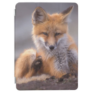 red fox, Vulpes vulpes, pup scratching itself, iPad Air Cover
