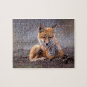 red fox, Vulpes vulpes, pup scratching itself, Jigsaw Puzzle