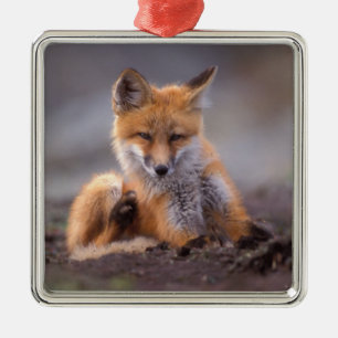 red fox, Vulpes vulpes, pup scratching itself, Metal Tree Decoration
