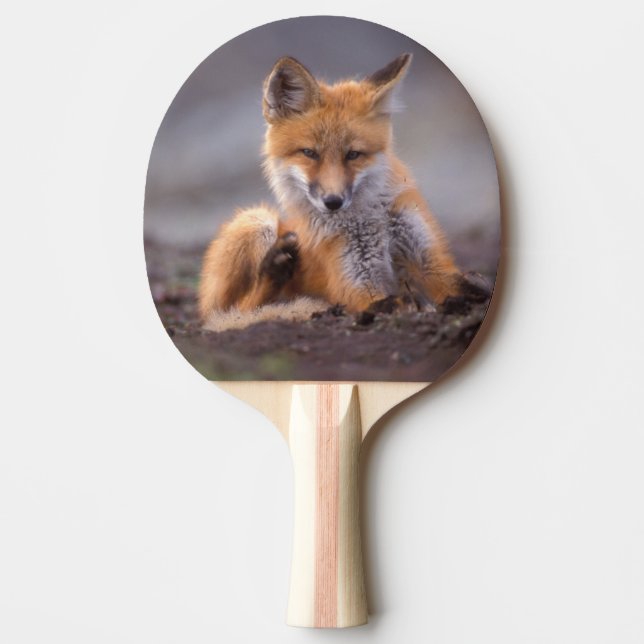 red fox, Vulpes vulpes, pup scratching itself, Ping Pong Paddle (Front)