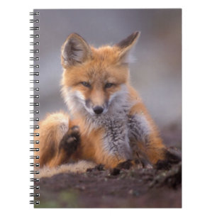 red fox, Vulpes vulpes, pup scratching itself, Spiral Notebook