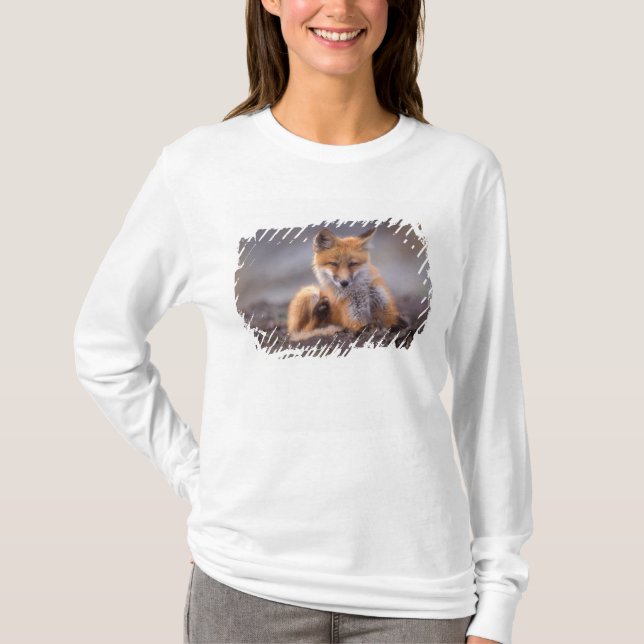 red fox, Vulpes vulpes, pup scratching itself, T-Shirt (Front)
