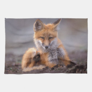 red fox, Vulpes vulpes, pup scratching itself, Tea Towel