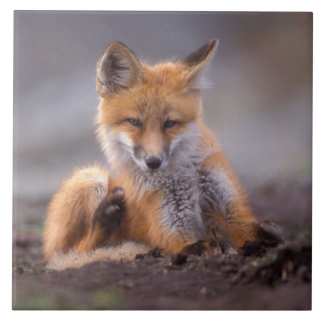 red fox, Vulpes vulpes, pup scratching itself, Tile (Front)