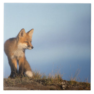 red fox, Vulpes vulpes Tile
