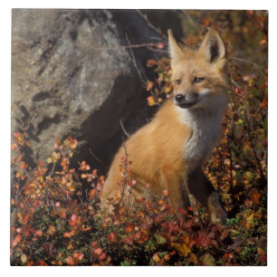 red fox, Vulpes vulpes Tile