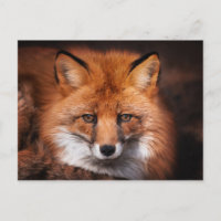 Red Fox Woodland Wildlife Photography
