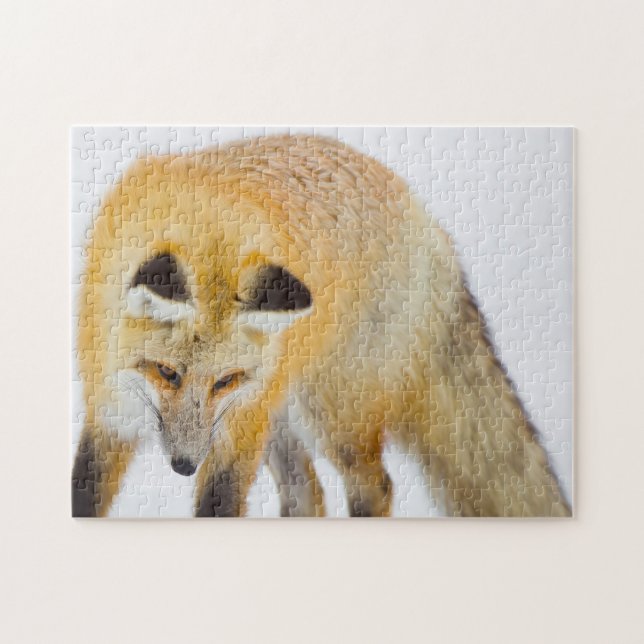 Red Fox Wyoming. Jigsaw Puzzle (Horizontal)