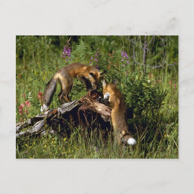 Red Foxes-kits playing Postcard (Front)