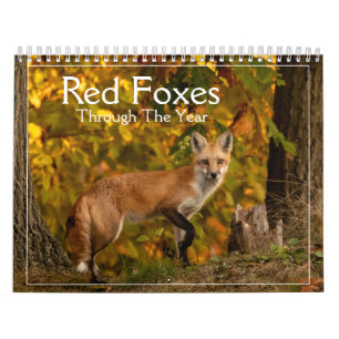 Red Foxes Through The Year Calendar