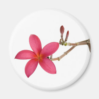 Red Frangipani flower Magnet