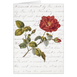 Red French Rose: Text on Flowers by Clara Balfour