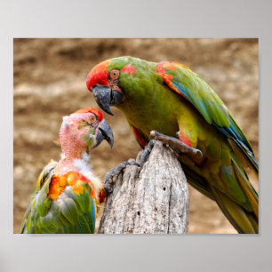 Red-fronted macaws perched on tree trunk poster