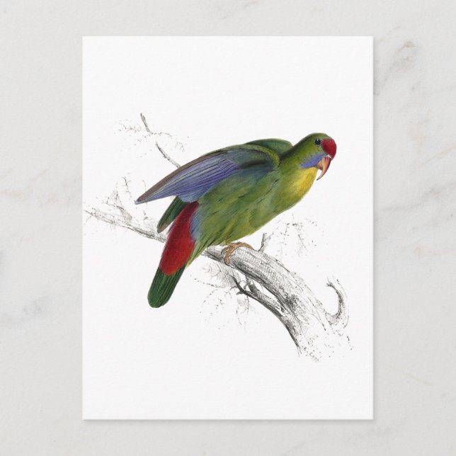 Red-Fronted Parrakeet Postcard (Front)