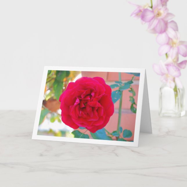 Red Garden Rose Portrait Card (Orchid)