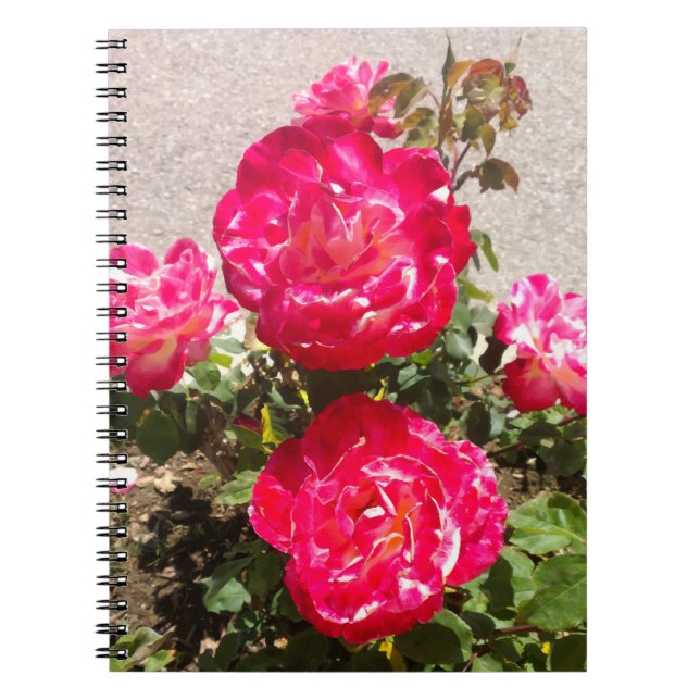 Red Garden Roses Notebook (Front)